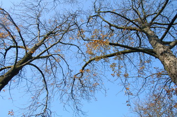 Alberi
