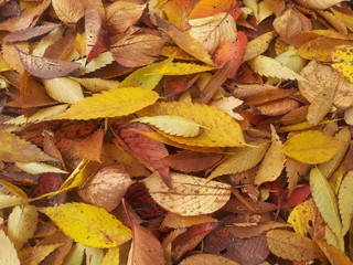 Colorful autumn leaves, yellow, orange, brown leaves on ground in Autumn season (For background and text)