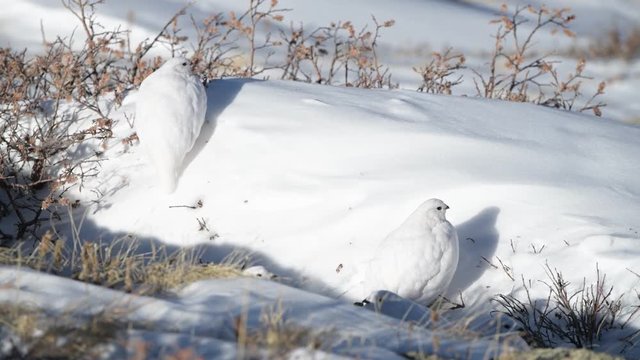 A White-tailed Ptarmigan in White Winter Plumage