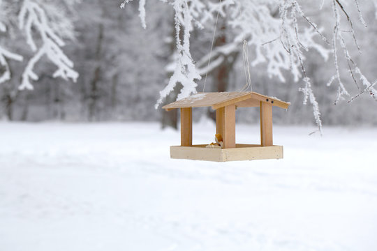 Fototapeta Bird feeders hanging on the branch of a tree in winter against a background of snowy forest.