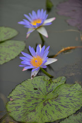 Beautiful lotus in a reflection pond with peaceful and enlighten with Buddhism atmosphere and...