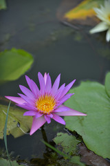 Beautiful lotus in a reflection pond with peaceful and enlighten with Buddhism atmosphere and spirit.