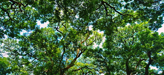 Top tree view nature forest summer