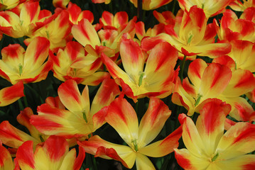 Obraz na płótnie Canvas Tulip Suncatcher (Triumph Group) grown in the park. Spring time in Netherlands. 