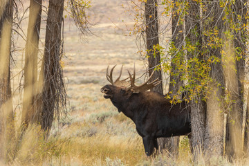 Shiras Moose Bull During the Fall Rut