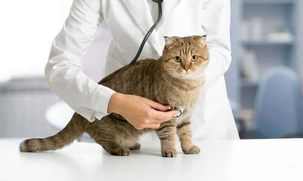 Veterinarian cat hospital checkup