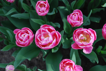 Fototapeta na wymiar Tulip Vogue® (Double Group) grown in the park. Spring time in Netherlands.