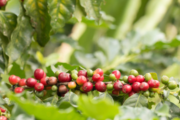 Arabica Coffee berry ripening on a tree