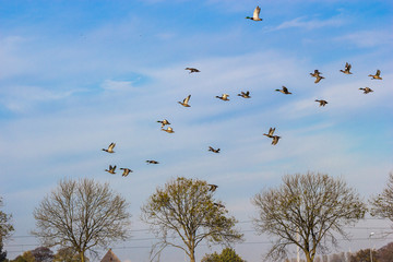 flock of European mallad ducks flying in the countryside