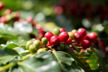Arabica Coffee berry ripening on a tree