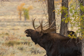 Shiras Moose Bull During the Fall Rut