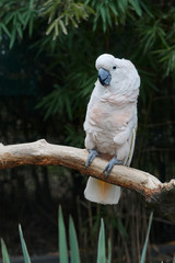 White parrot agains dark background