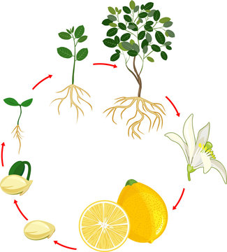 Life cycle of lemon tree. Stages of growth from seed and sprout to adult plant with fruits