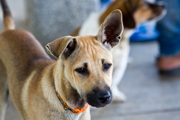Street dogs of Vietnam. Puppy.