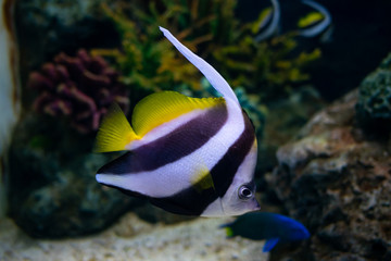 Beautiful fish in the aquarium on decoration of aquatic plants background. Bright red striped fish in corals underwater sea.