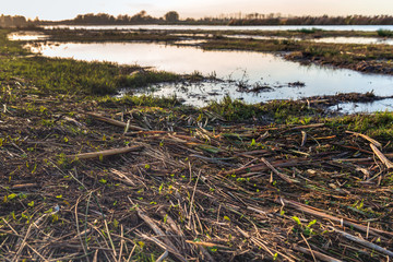 Broken reed stems washed ashore on the bank of a creek in the Dutch nature reserve De Biesbosch