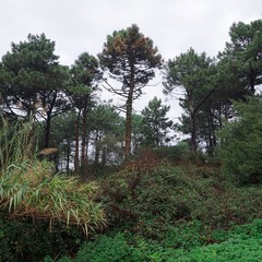 the trees in the forest