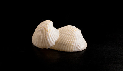 Seashells