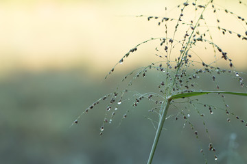 Blurred of Fresh morning dew