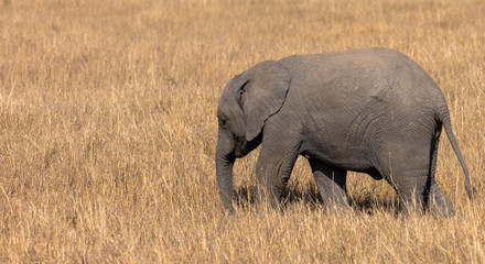 Elefantenbaby mit Freitextfläche
