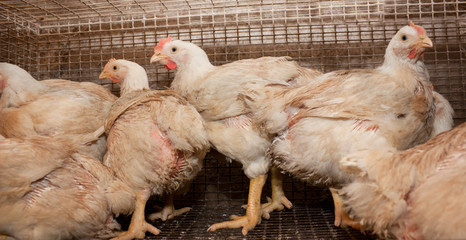 Broiler chickens in a cage at the poultry farm. Industrial production of white meat
