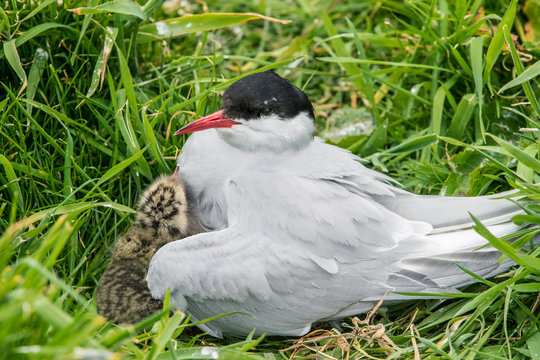 Arctic Tern On Her Nest With Chick