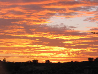 Wildtiere Afrika Natur