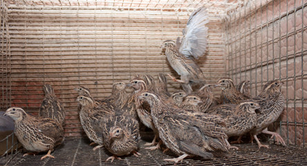 A few quails in a cage on a chicken farm.Industrial maintenance of quail for egg production