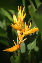 Obraz premium exotic yellow flower