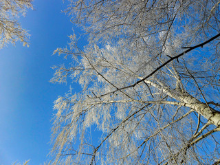 A winter clear day, a rural landscape with a rustic garden covered with snow. frozen branches of trees  in rime against blue sky