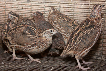 A few quails in a cage on a chicken farm.Industrial maintenance of quail for egg production