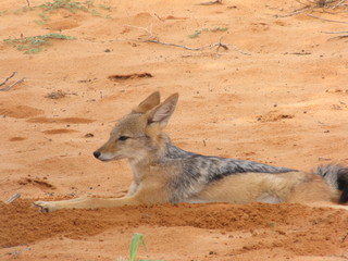 Wildtiere Afrika Natur