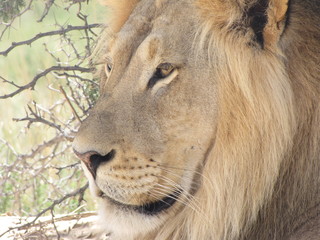 Fototapeta premium Wildtiere Afrika Natur