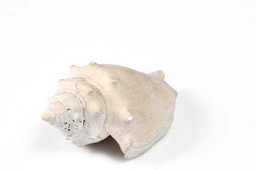 sea shell isolated on white background with copy space for your text