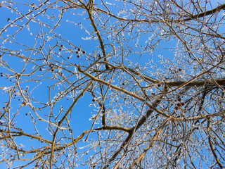A winter clear day, a rural landscape with a rustic garden covered with snow. frozen branches of trees  in rime against blue sky