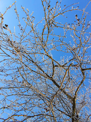 A winter clear day, a rural landscape with a rustic garden covered with snow. frozen branches of trees  in rime against blue sky