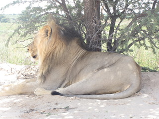 Wildtiere Afrika Natur