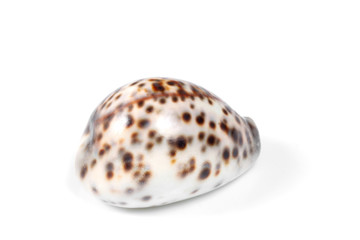 sea shell isolated on white background with copy space for your text