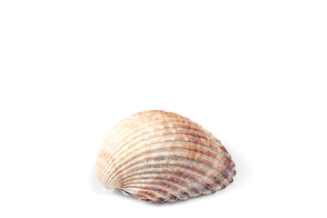 sea shell isolated on white background with copy space for your text