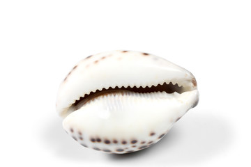sea shell isolated on white background with copy space for your text