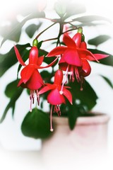 Blooming fuchsia in a pot on a white background.