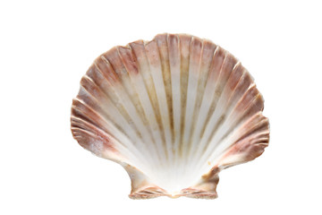 sea shell isolated on white background with copy space for your text
