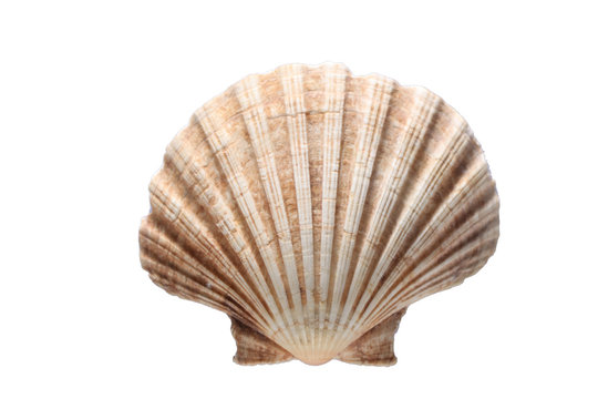 sea shell isolated on white background with copy space for your text
