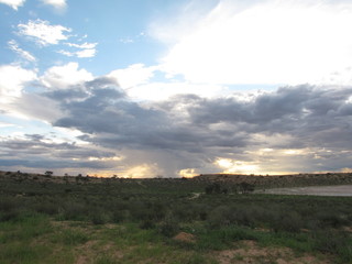 Wildtiere Afrika Natur