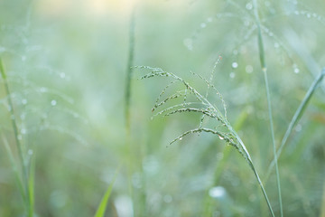 Blurred of Fresh morning dew