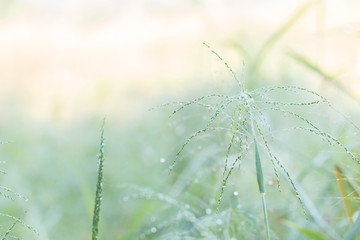 Blurred of Fresh morning dew