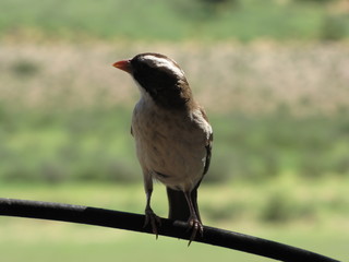 Wildtiere Afrika Natur