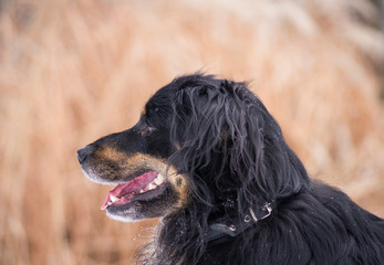 Obraz premium Mixed breed dog portrait at winter