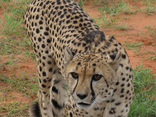 Afrika SüdAfrika Natur Tiere Wild