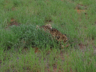 Afrika SüdAfrika Natur Tiere Wild